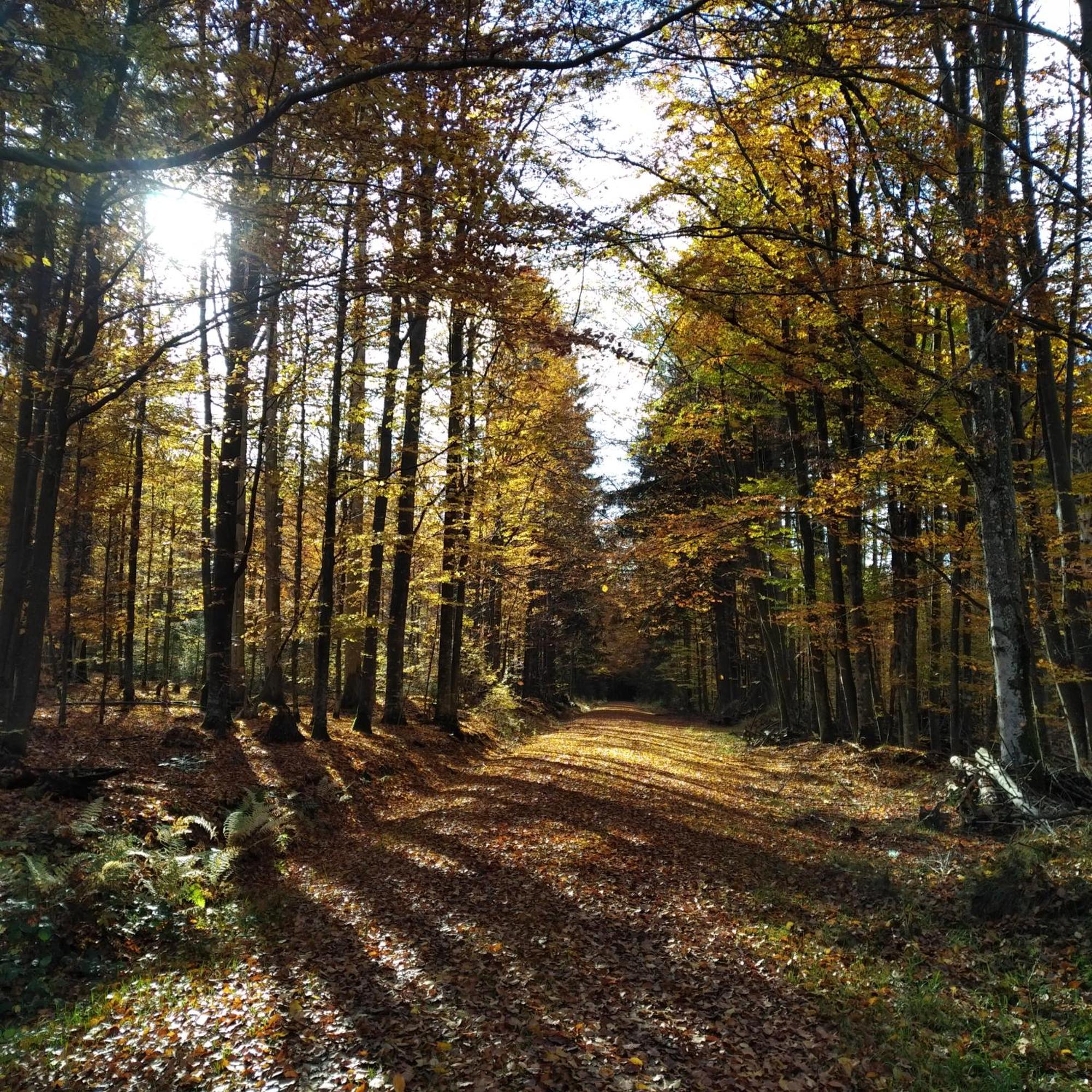 Haus Jaegerfleck, Ihre Ferienwohnungen Am Nationalpark Bayerischer Wald شبيغيلاو المظهر الخارجي الصورة